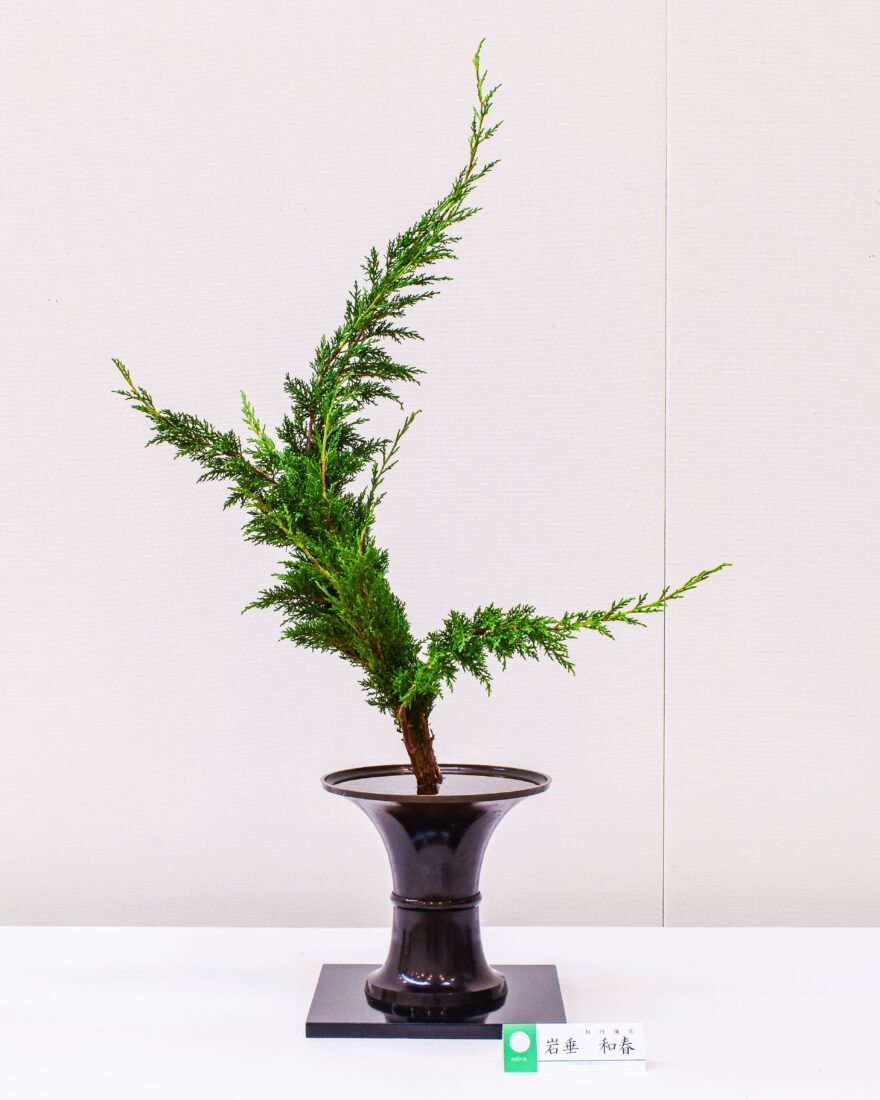 『いけばな大賞2025（第98回全日本いけばなコンクール）』格花部門に出場した相阿彌流・岩垂和春の作品。唐銅喇叭に伊吹の1種いけ。佳作に入選。