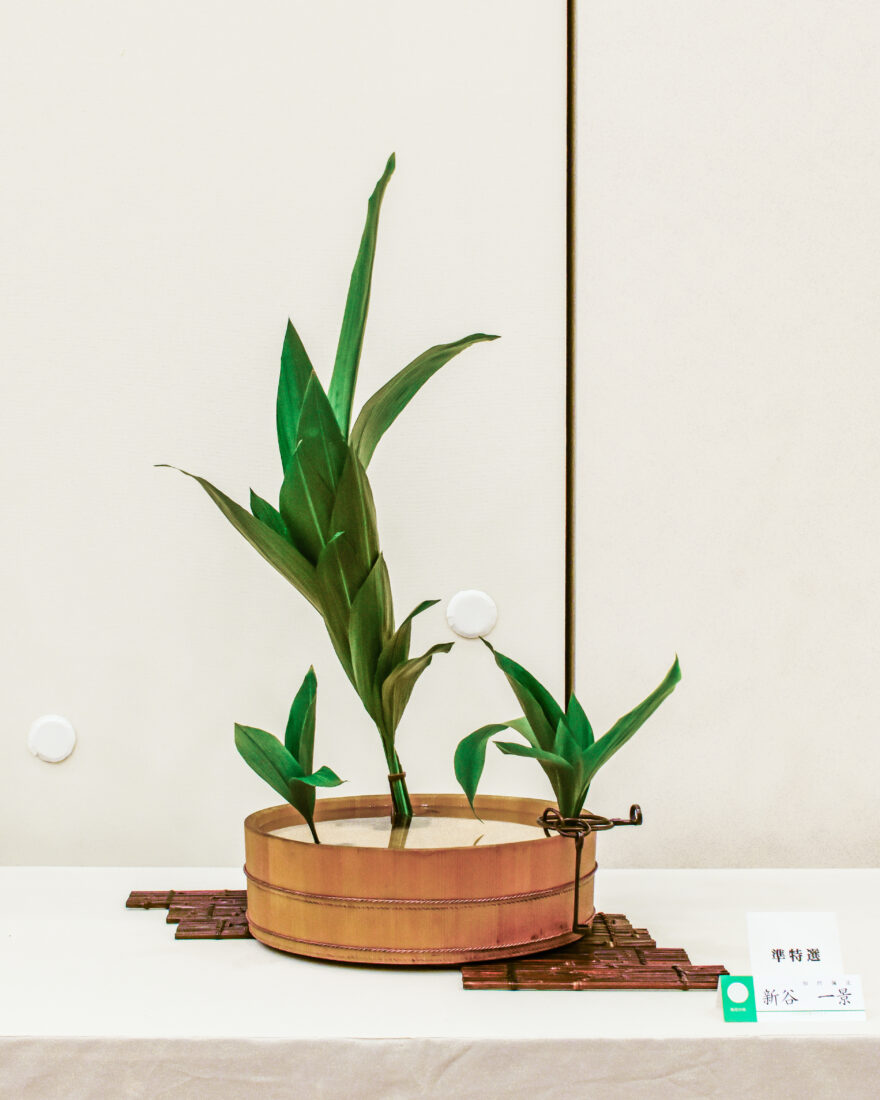 『いけばな大賞2025（第98回全日本いけばなコンクール）』格花部門に出場した相阿彌流・新谷一景の作品。盥に轡留めの葉蘭3株いけ。準特選に入選。