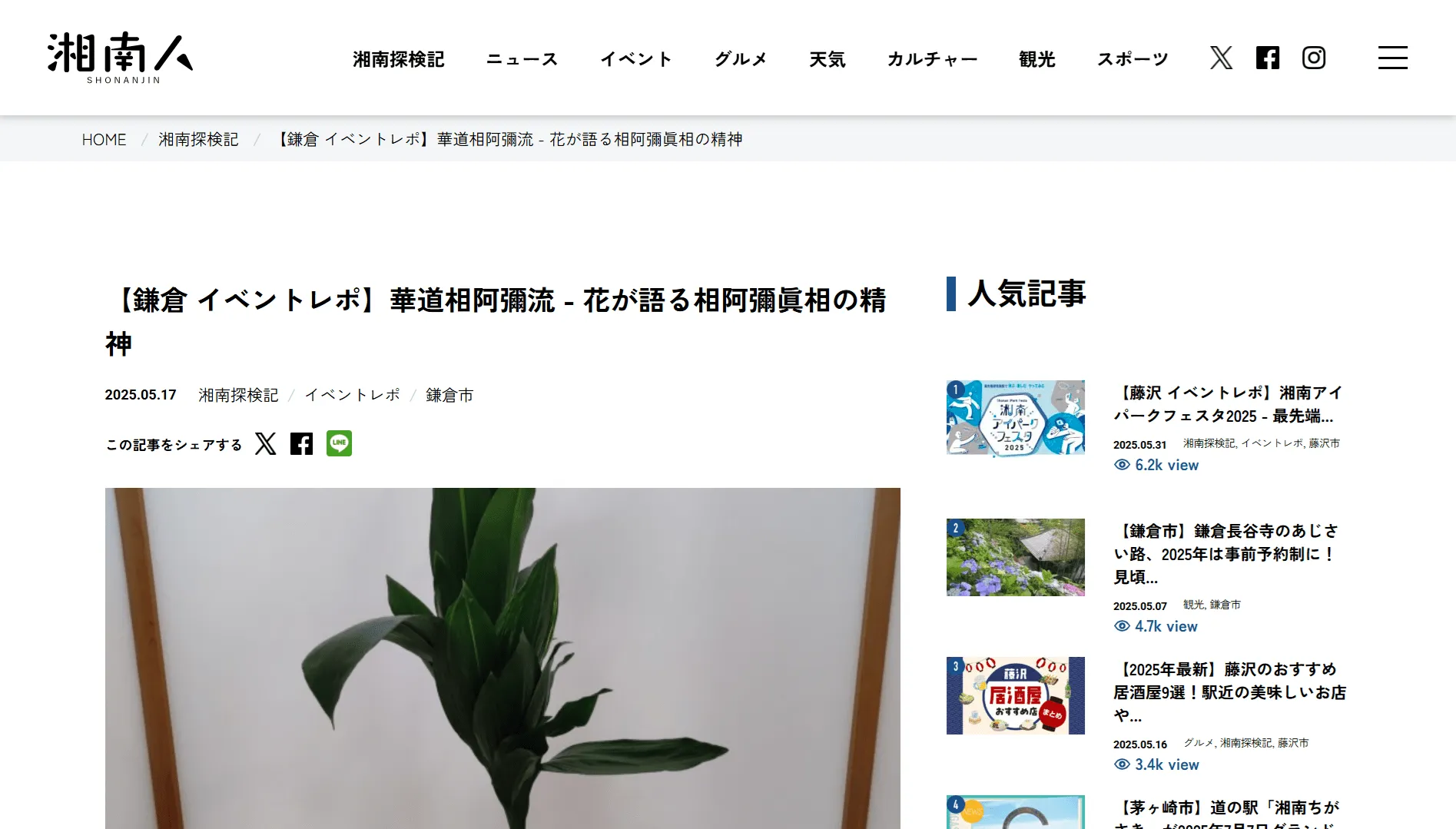Webメディア『湘南人』の記事「【鎌倉 イベントレポ】華道相阿彌流 - 花が語る相阿彌眞相の精神」のサンプル